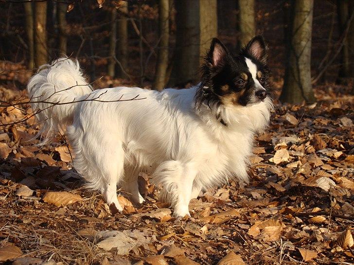 Blanding af racer Baluh - det blir nydt billede 10