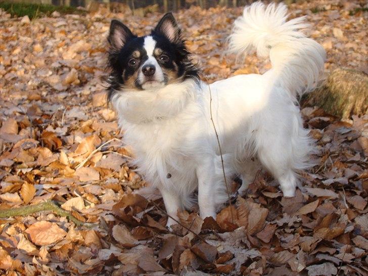 Blanding af racer Baluh - mere skov billede 9