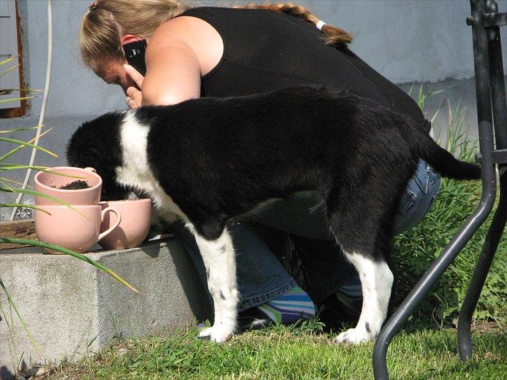 Border collie /Kleiner Münsterländer Milo - Milo og min mor. 15 uger billede 10