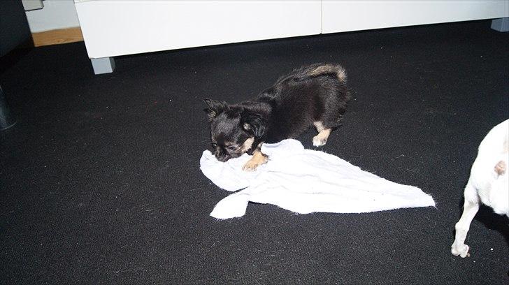 Chihuahua Berta billede 6