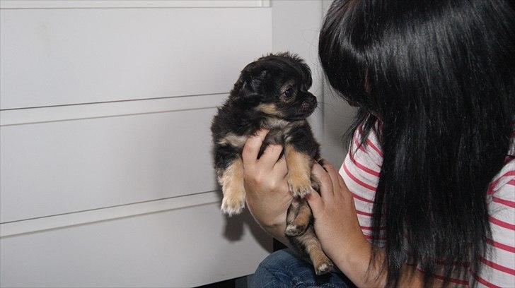 Chihuahua Berta billede 7