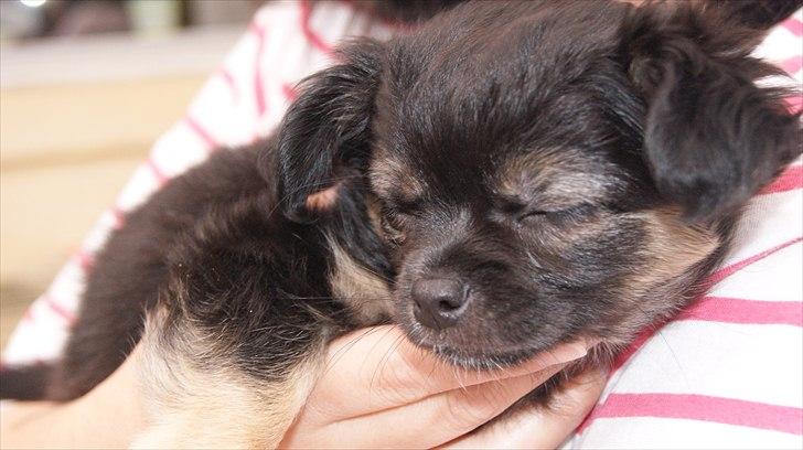 Chihuahua Berta billede 11