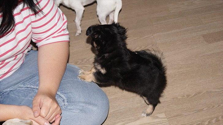 Chihuahua Berta billede 15