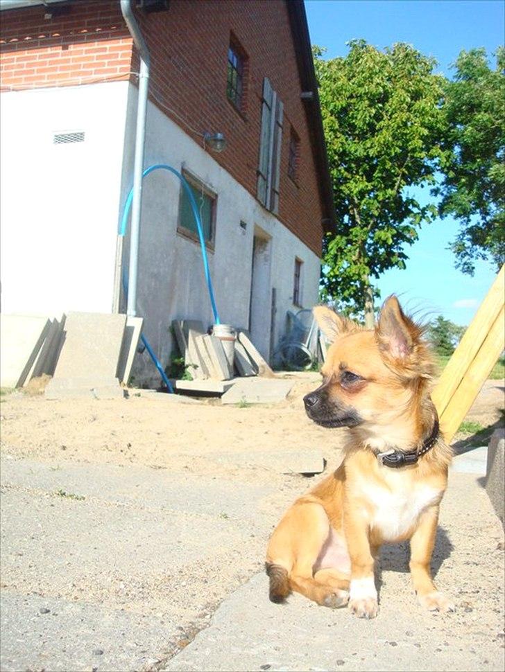 Chihuahua Cosmo billede 7