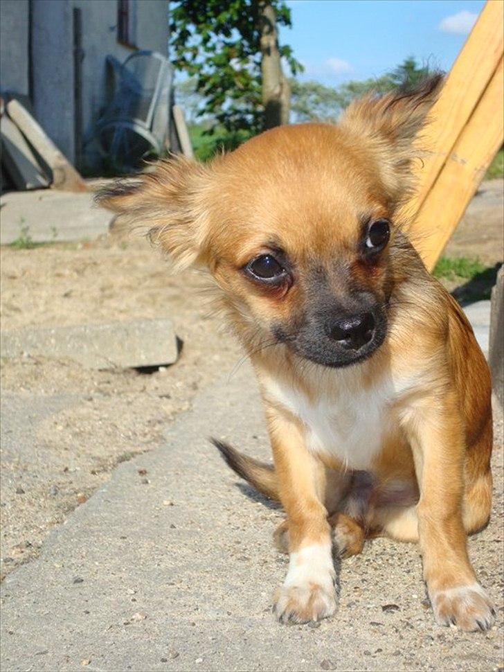 Chihuahua Cosmo billede 8