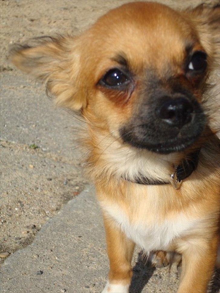 Chihuahua Cosmo billede 9