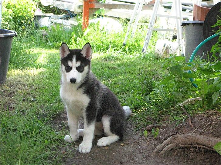 Siberian husky Misha - 11 uger billede 16