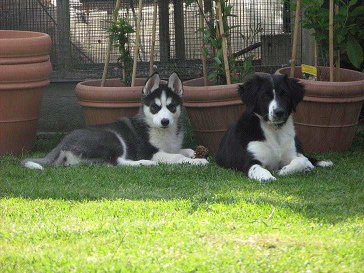 Border collie /Kleiner Münsterländer Milo - Smukke hvalpe :) billede 11