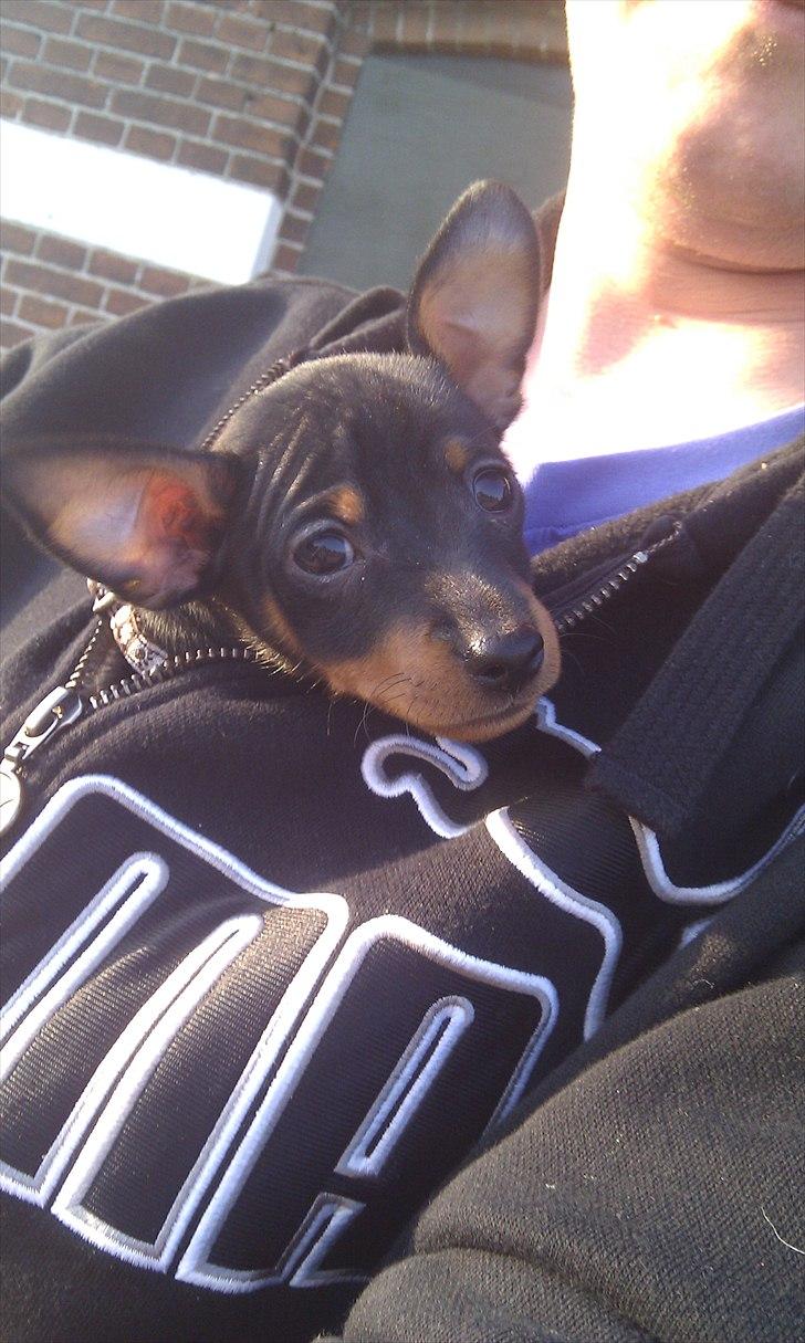 Dvaergpinscher Joey billede 3