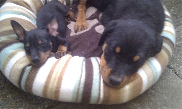 Dvaergpinscher Joey billede 4