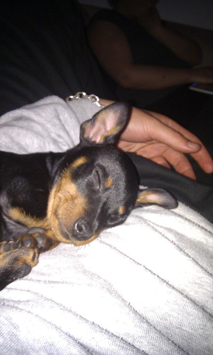 Dvaergpinscher Joey billede 5