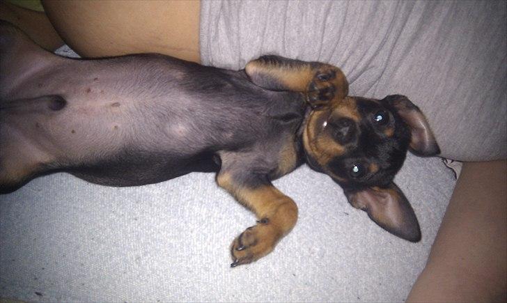 Dvaergpinscher Joey billede 6