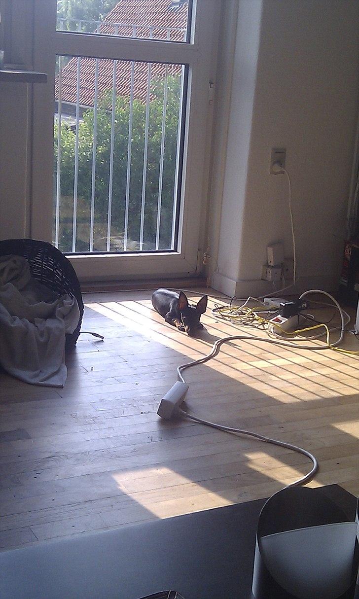 Dvaergpinscher Joey billede 7