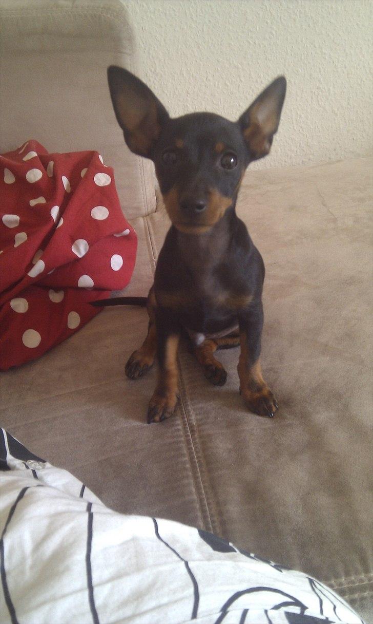 Dvaergpinscher Joey billede 1
