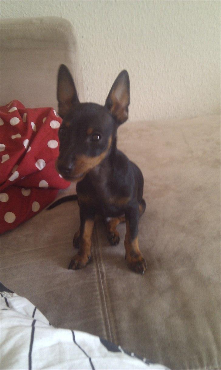 Dvaergpinscher Joey billede 8