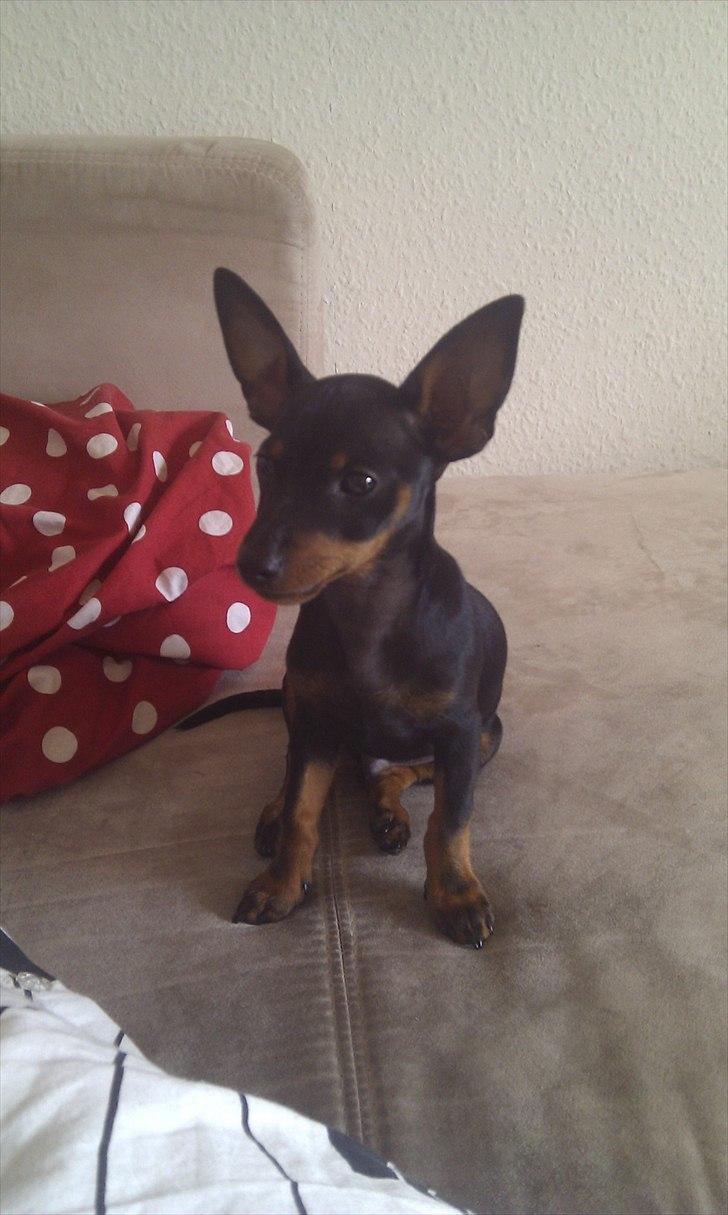 Dvaergpinscher Joey billede 9