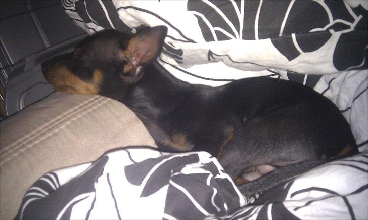 Dvaergpinscher Joey billede 10