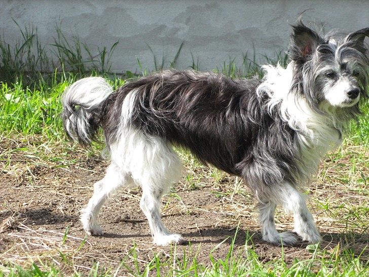 Chinese crested powder puff Soffie - Soffie 15 år billede 1