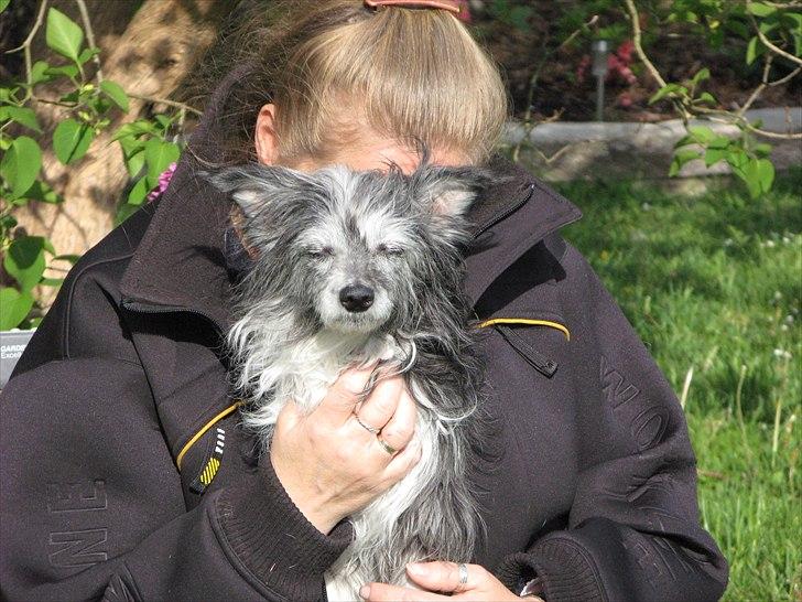 Chinese crested powder puff Soffie - Soffie og min mor :) 15 år billede 2