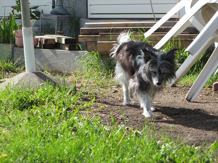 Chinese crested powder puff Soffie - Soffie 15 år billede 3