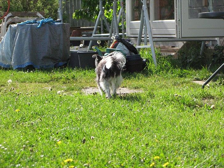 Chinese crested powder puff Soffie - Soffie 15 år billede 4