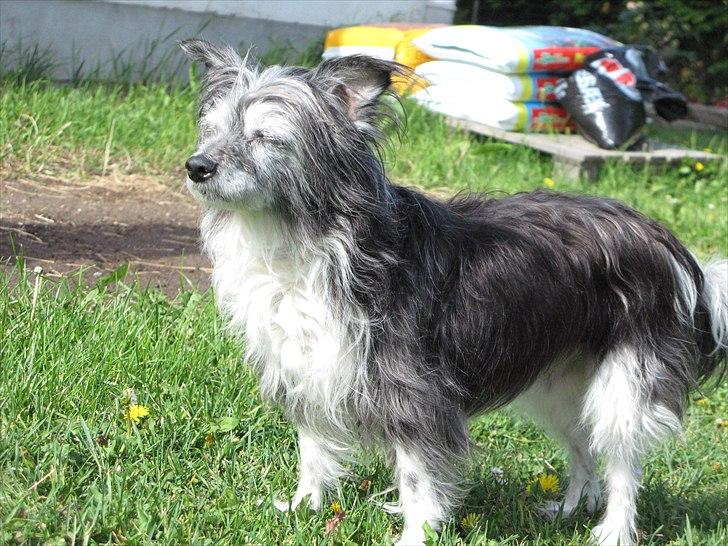 Chinese crested powder puff Soffie - Soffie 15 år billede 5