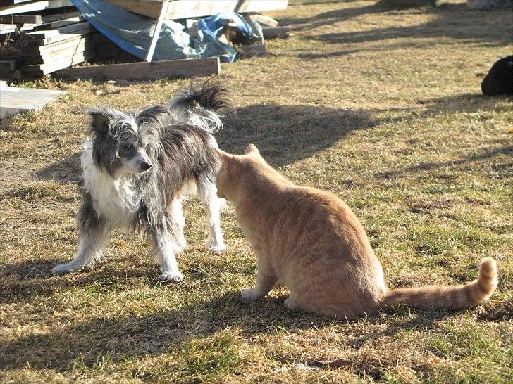Chinese crested powder puff Soffie - Soffie leger med Speedy :) 15 år billede 6