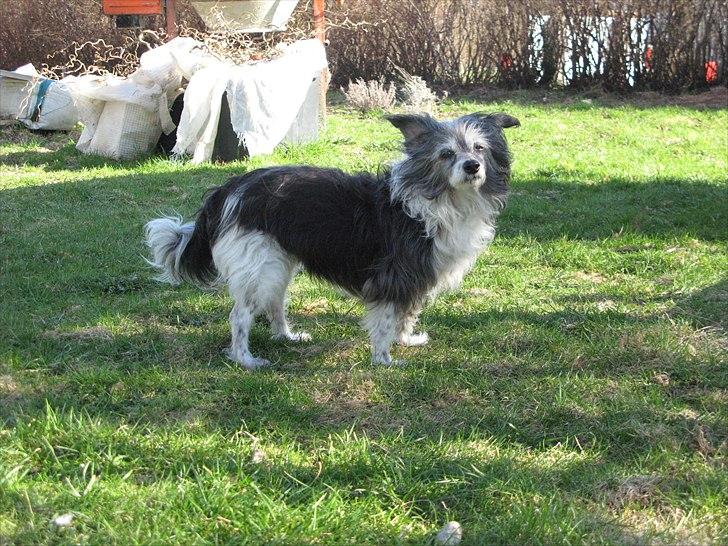 Chinese crested powder puff Soffie - Soffie 15 år billede 7