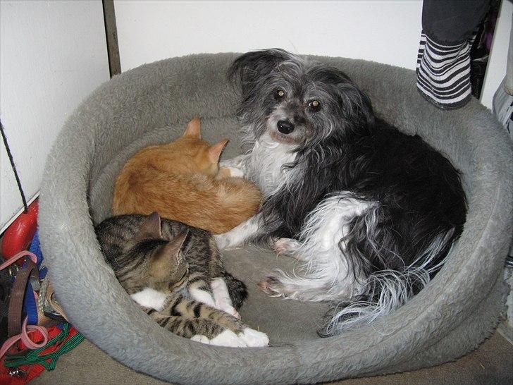 Chinese crested powder puff Soffie - Soffie deler sin kurv med killingerne Tamaki og Benji. 12 år billede 8