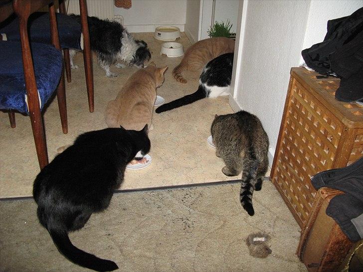 Chinese crested powder puff Soffie - Soffie sammen med 5 af vores 6 katte, som hun elsker og de er også helt vilde med hende :) 14½ år billede 9