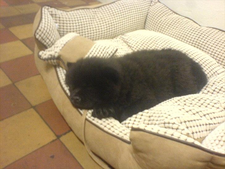 Chow chow Bambi billede 1