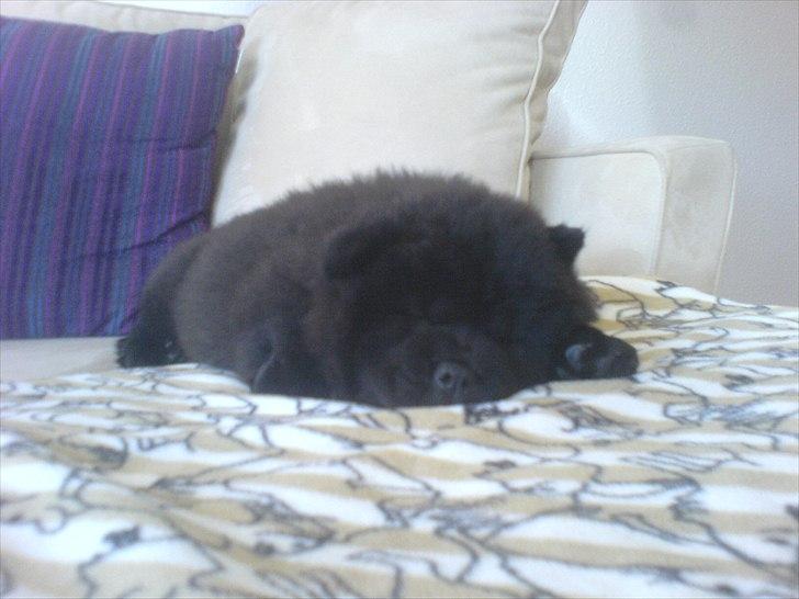 Chow chow Bambi billede 2