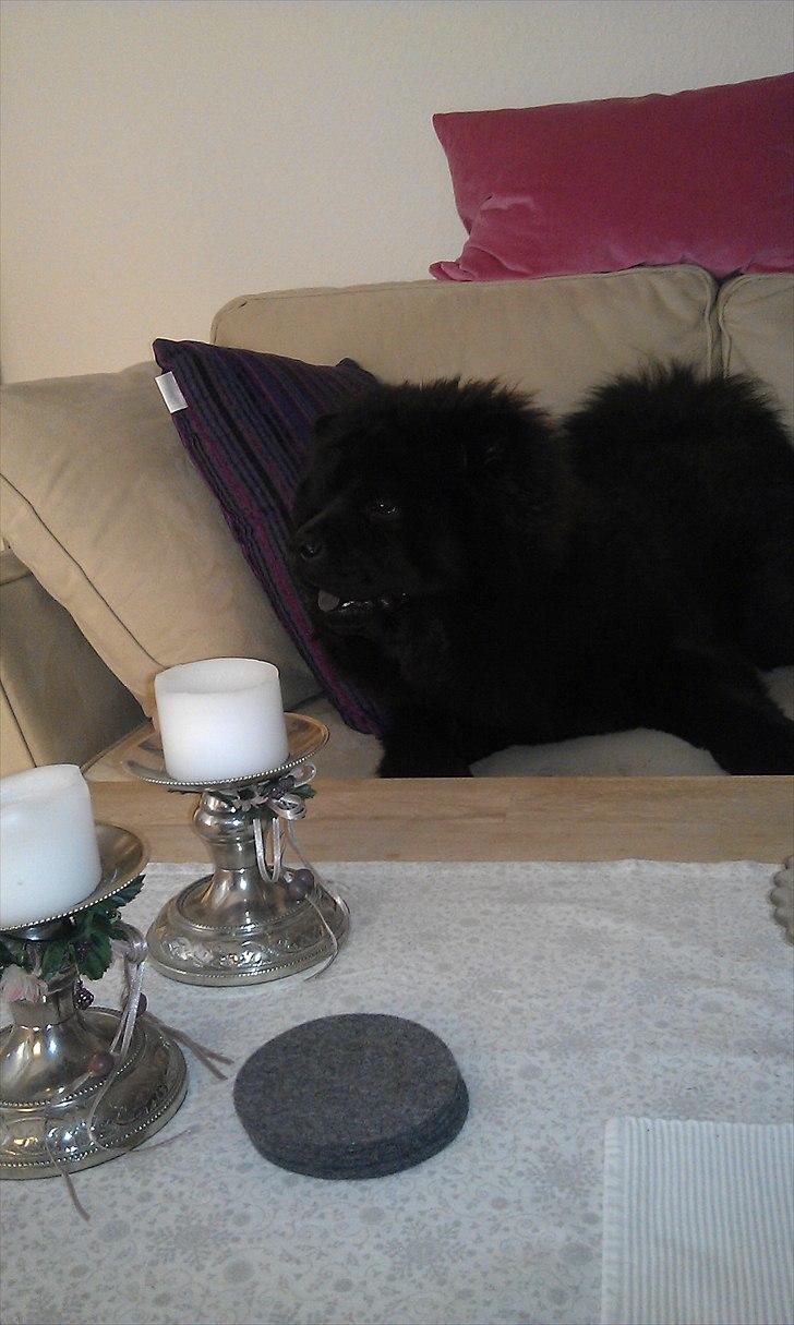 Chow chow Bambi billede 3