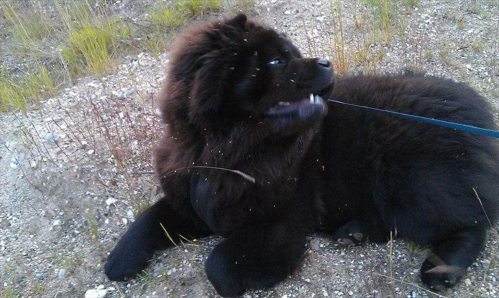 Chow chow Bambi billede 4