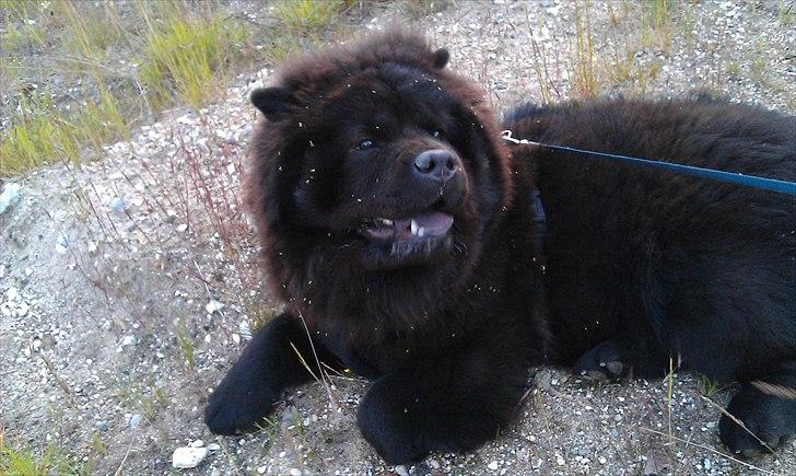 Chow chow Bambi billede 5