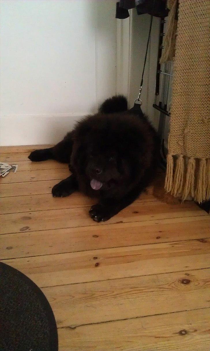 Chow chow Bambi billede 6