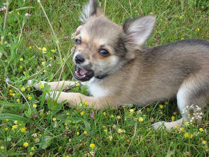 Chihuahua Adam billede 3