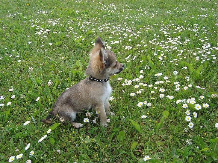 Chihuahua Adam billede 11