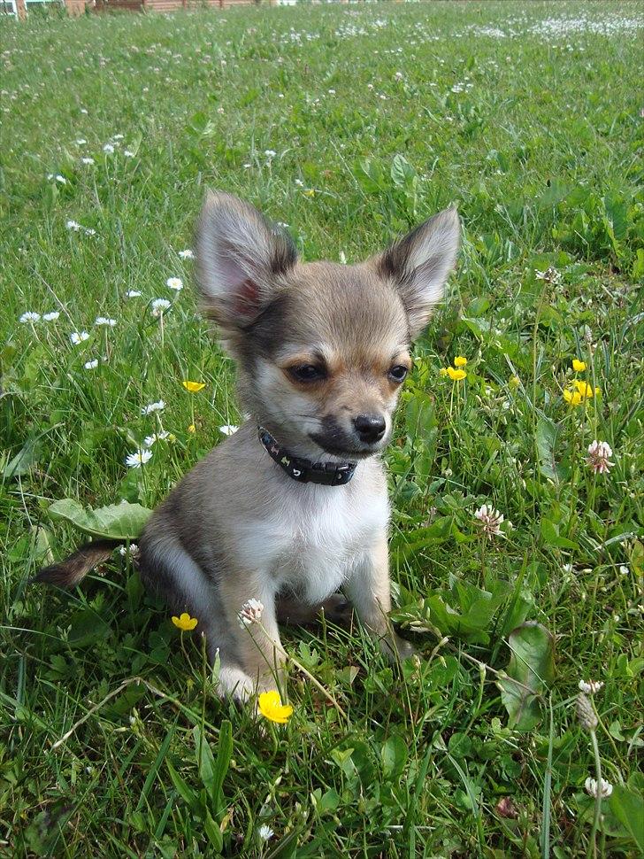 Chihuahua Adam billede 12