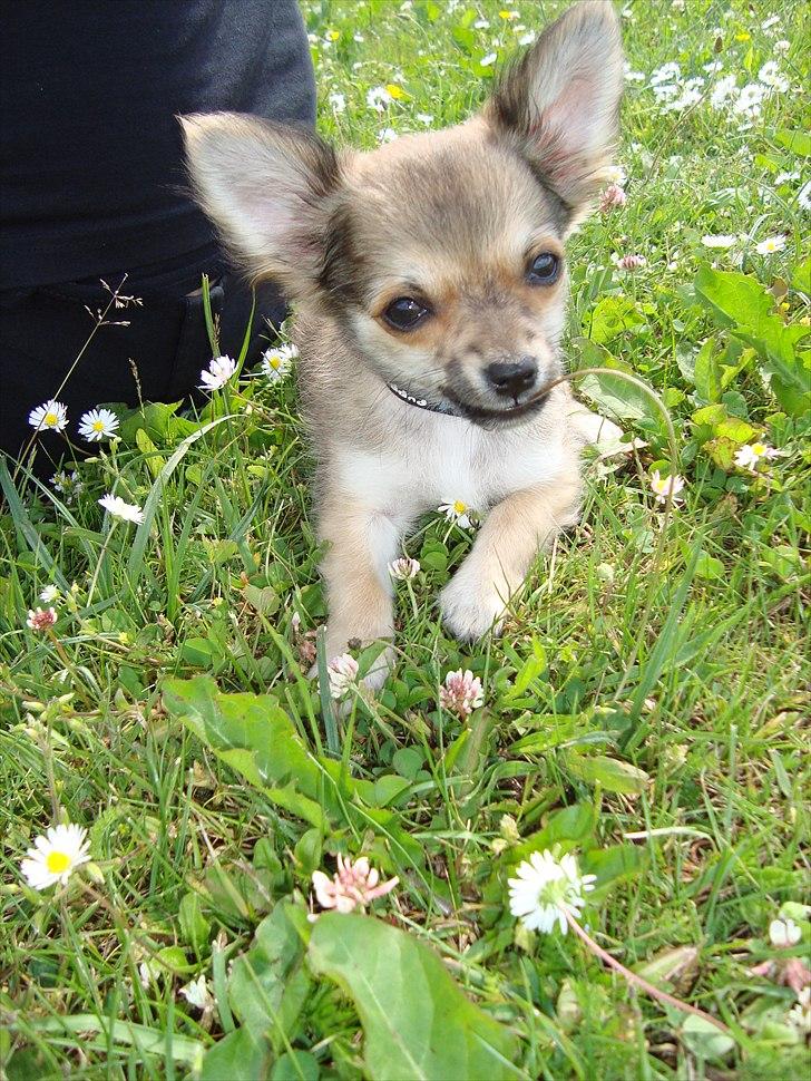 Chihuahua Adam billede 13