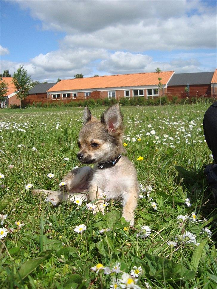 Chihuahua Adam billede 14