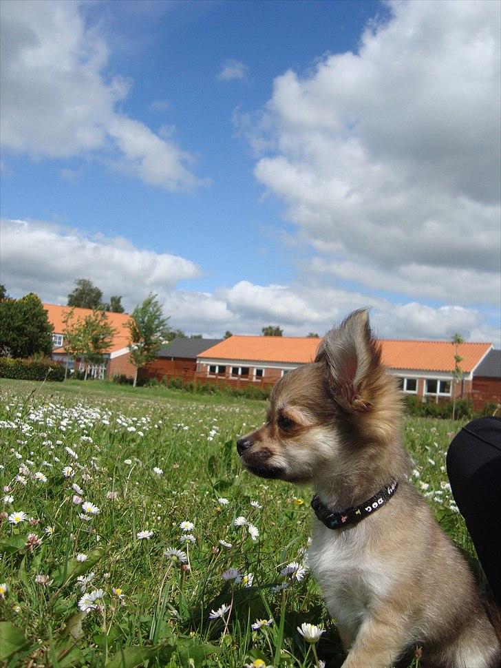 Chihuahua Adam billede 15