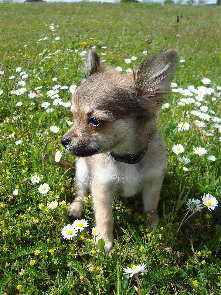 Chihuahua Adam billede 16