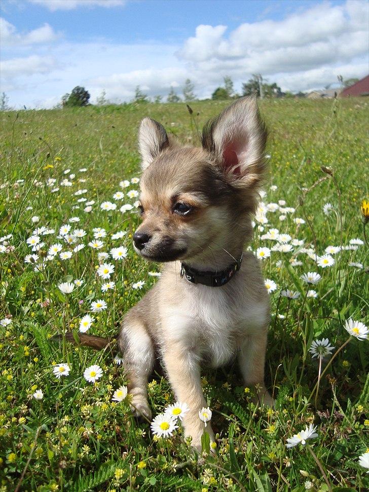 Chihuahua Adam billede 17