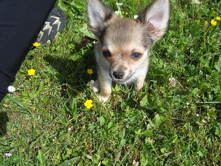 Chihuahua Adam billede 18