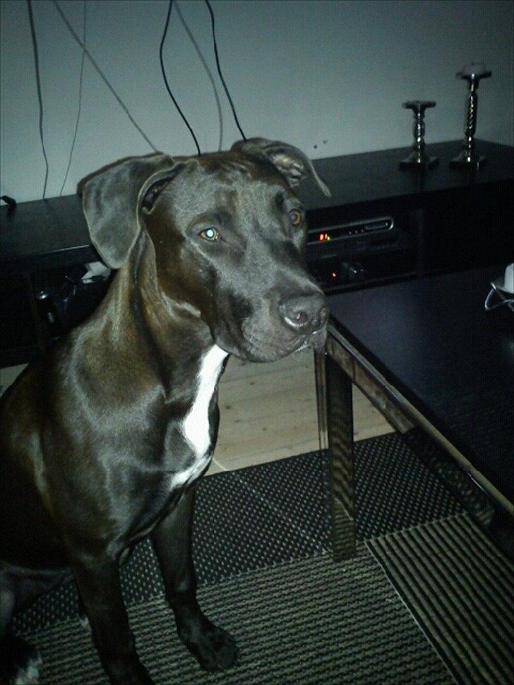 Blanding af racer Holse billede 1