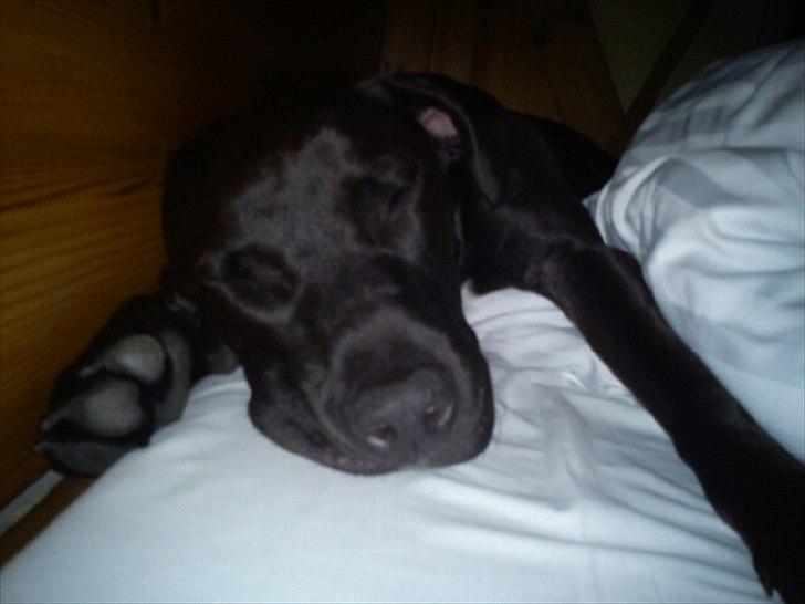 Blanding af racer Holse billede 2