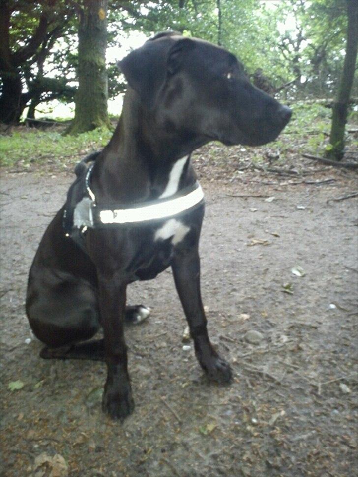 Blanding af racer Holse billede 3