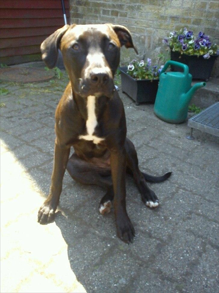 Blanding af racer Holse billede 4