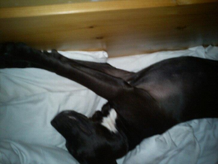 Blanding af racer Holse billede 5